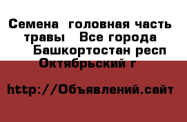 Семена (головная часть))) травы - Все города  »    . Башкортостан респ.,Октябрьский г.